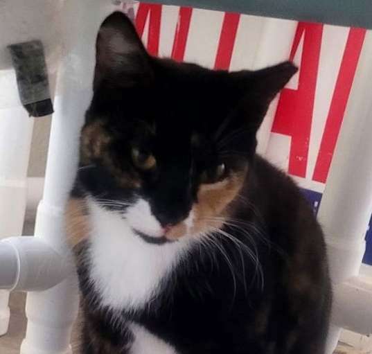 Photo of Luna the Calico
