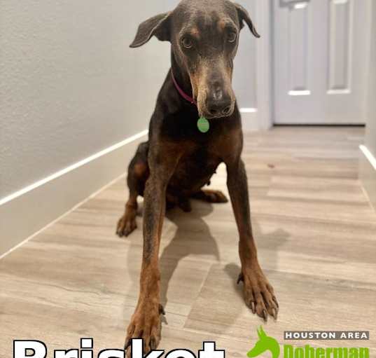 Photo of Brisket