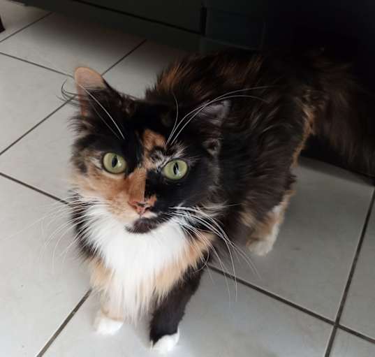 Photo of Kit