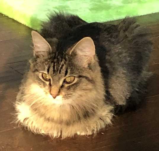 Photo of Fluff
