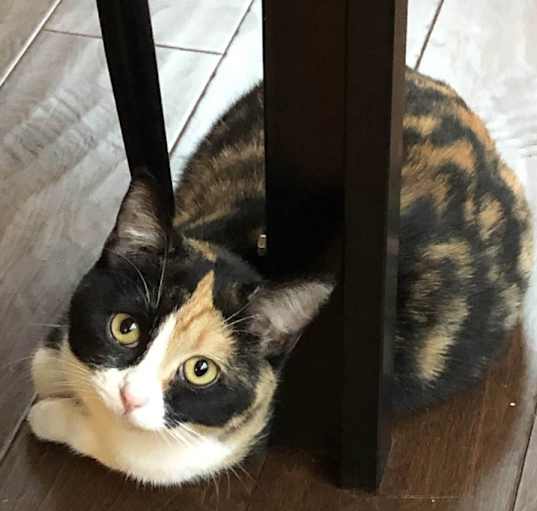 Photo of Twix