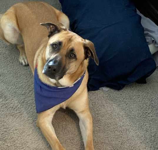 Photo of Ranger