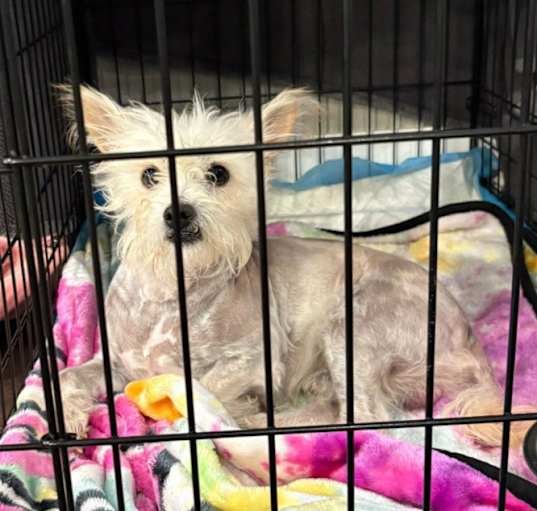 Photo of Casper