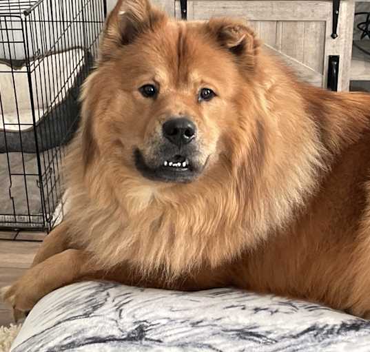 Photo of Blue Bear