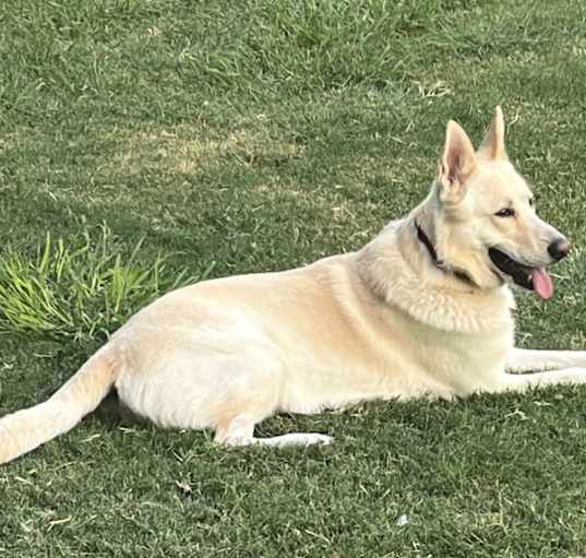 Photo of Brutus