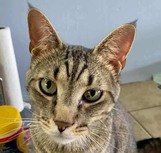Photo of Milo