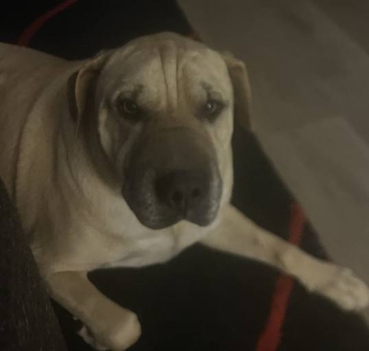 Photo of Rocky