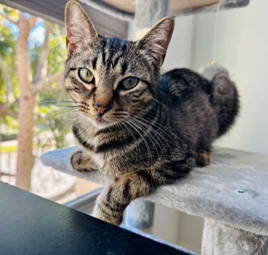 Photo of Sashimi