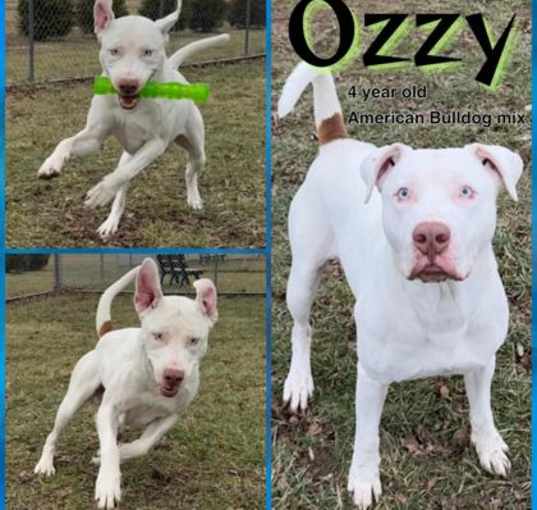 Photo of Ozzy