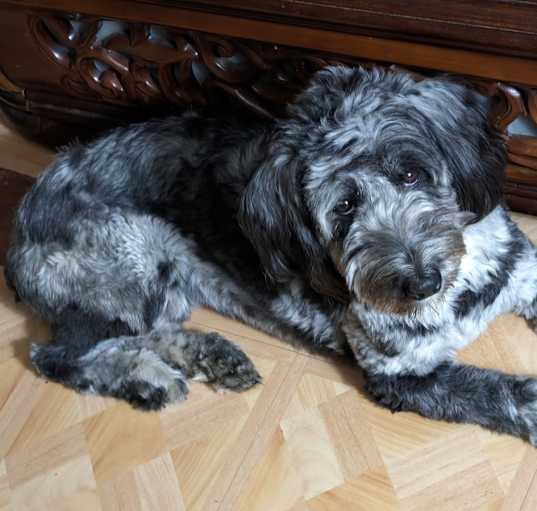 Photo of Checkers