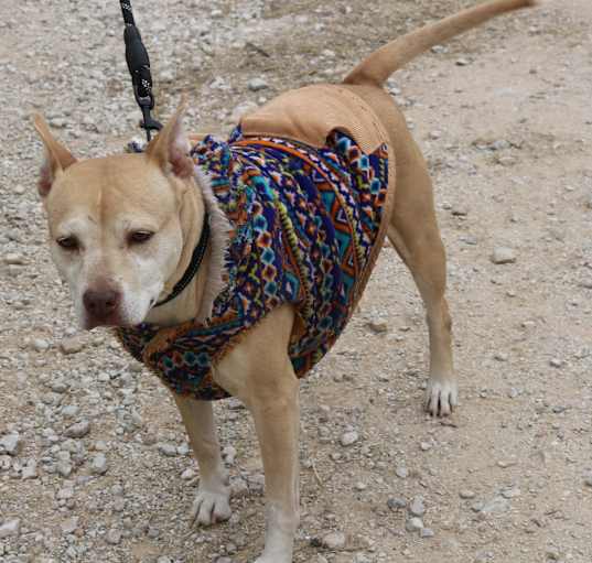 Photo of Honey