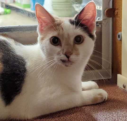 Photo of Skittles