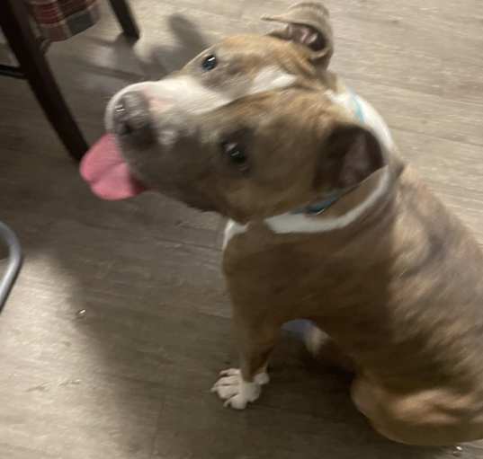 Photo of Louie
