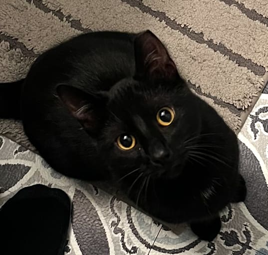 Photo of Binx