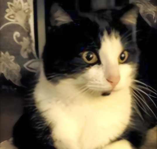 Photo of REGGIE
