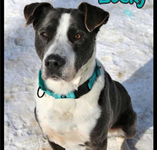 Photo of Lucky