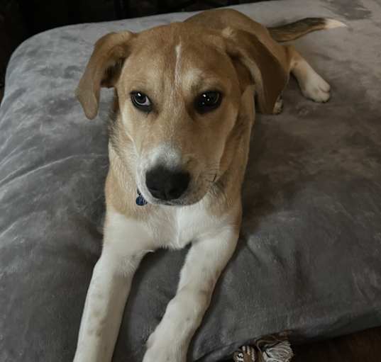 Photo of Lucy