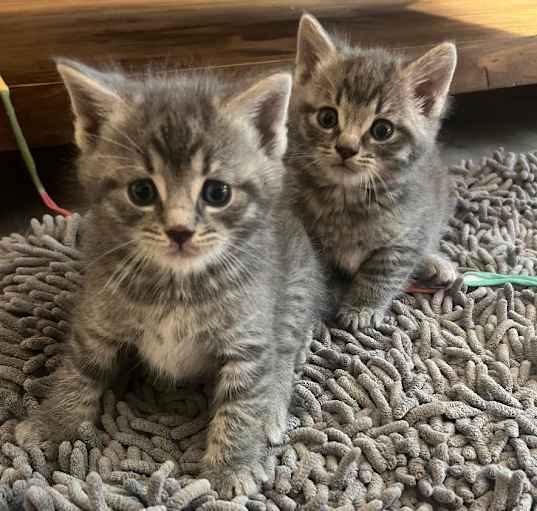 Photo of Dilly,Dally,Storm,Teensie,Cor