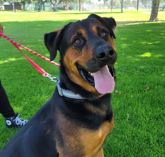 Photo of BARNEY