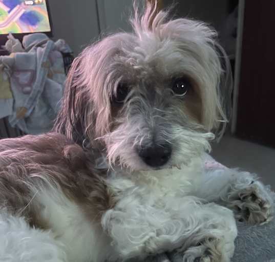 Photo of Hercules