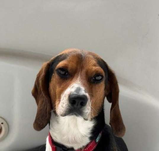 Photo of Rocky