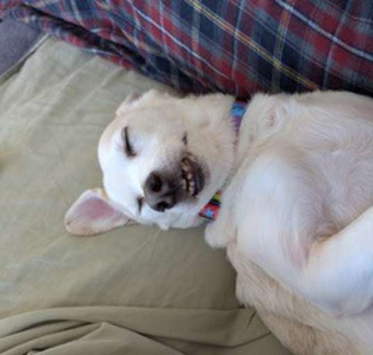 Photo of Chance