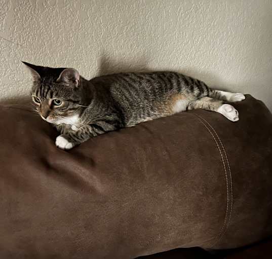Photo of Onyx