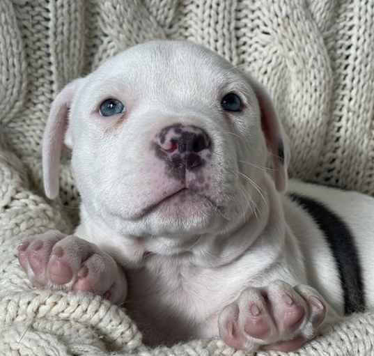 Photo of Yu Litter Nugget - ADOPTED