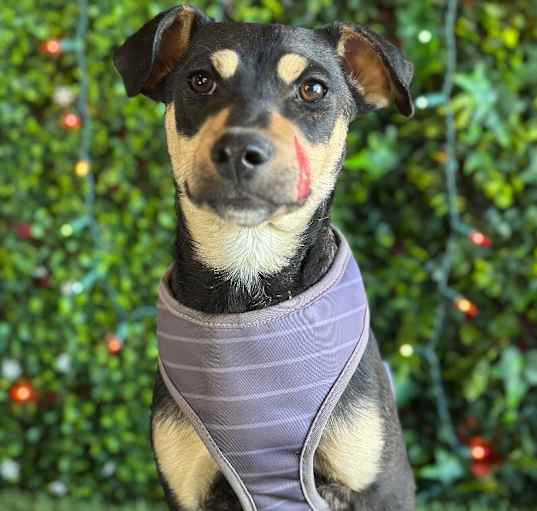Photo of Domino