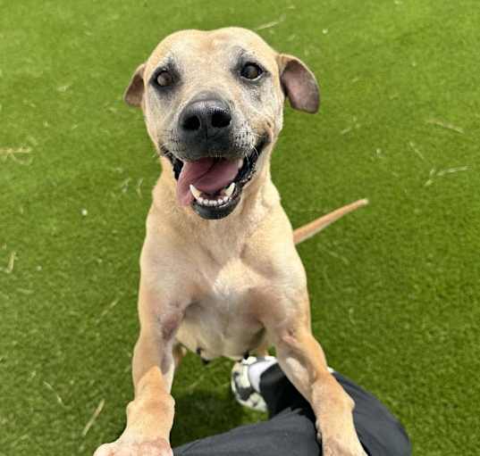 Photo of Roxie 4229