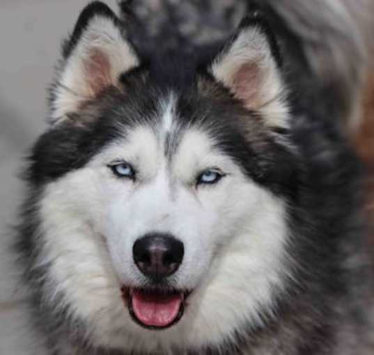Photo of Cinder