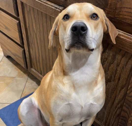 Photo of Hank