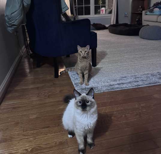 Photo of Ebony and Mooney