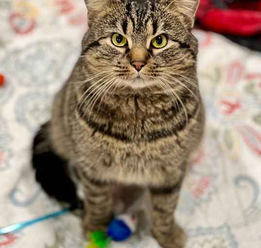 Photo of Buddy