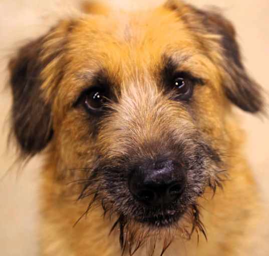 Photo of Rambo