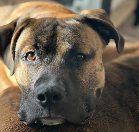 Photo of Boomer