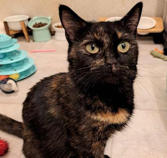 Photo of Josie