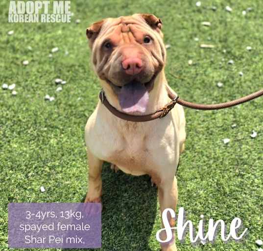 Photo of Shine