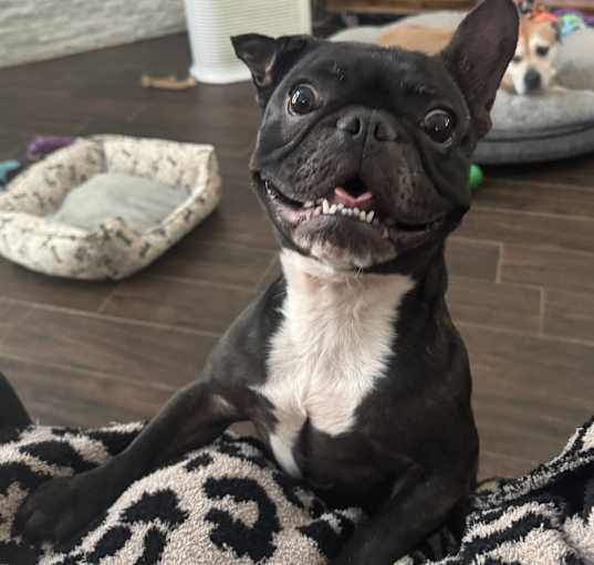 Photo of DOTTIE