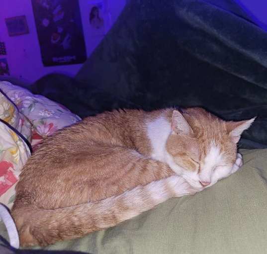 Photo of Pumpkin