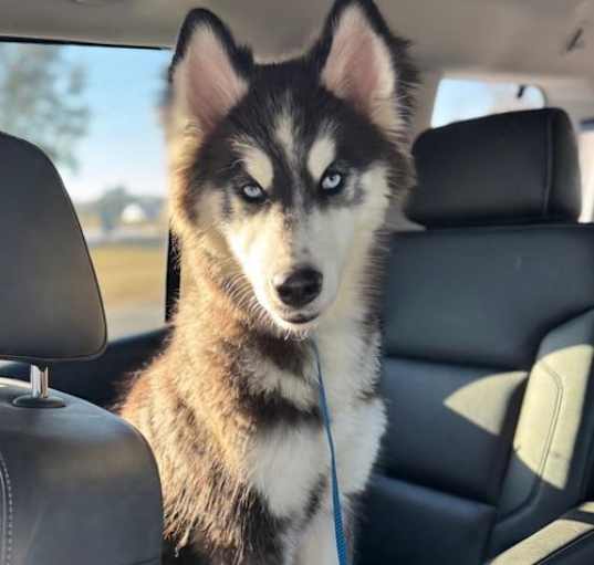 Photo of Bronco