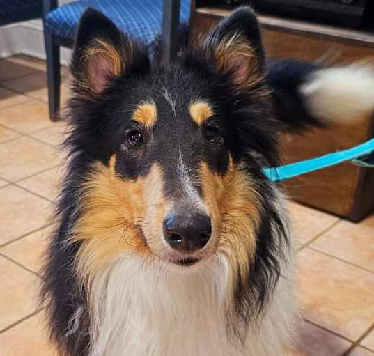 Photo of Willow