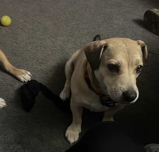 Photo of Peanut