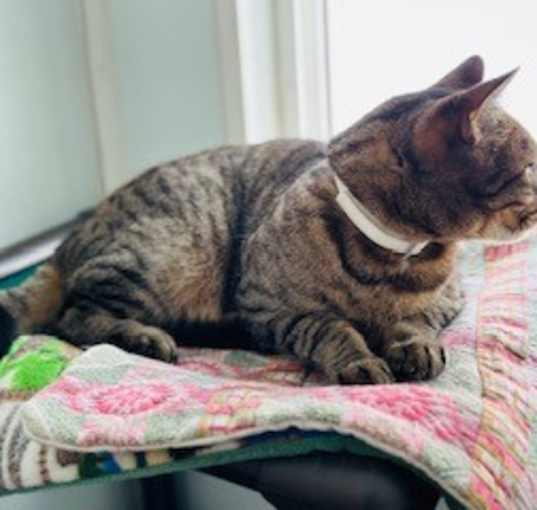Photo of Rumples