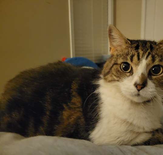 Photo of Bailey