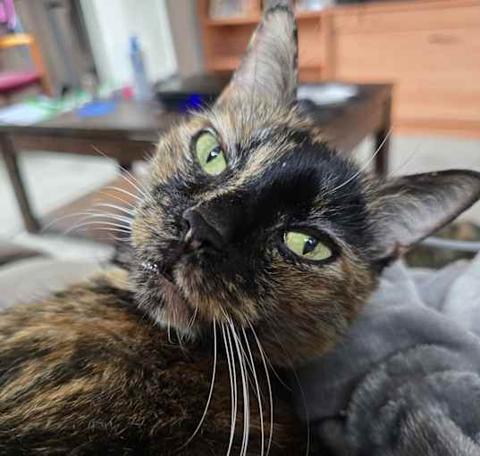 Photo of Luna