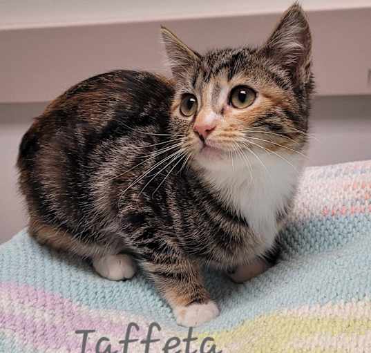Photo of Taffeta