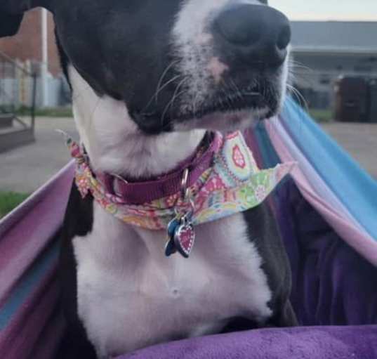 Photo of Desdemona