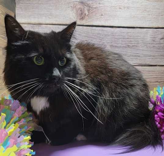 Photo of KITTY GIRL