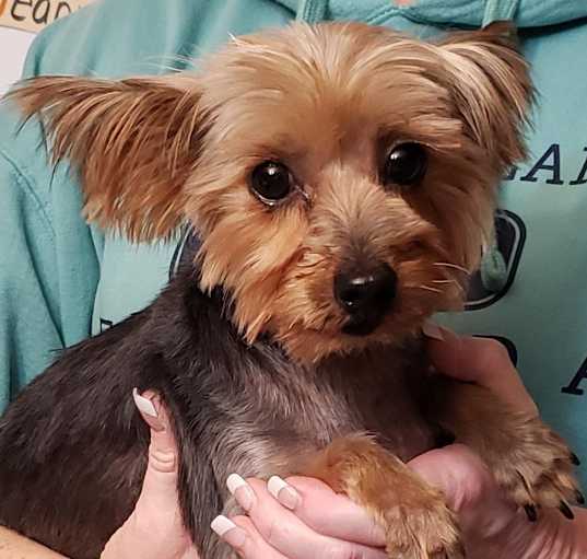 Photo of Willow